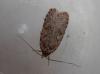 114577 – Photo : Dominique THAUVIN – France (45)