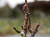 114970 – Photo : Dominique THAUVIN – France (45)