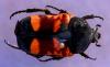 114453 – Photo : Pierre-Olivier Maquart – Afrique du Sud