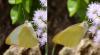 114731 – Photo : Vincent VALLI – Guadeloupe