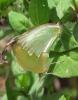 114730 – Photo : Vincent VALLI – Guadeloupe