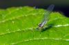 114312 – Photo : Christophe Quintin – France (21)