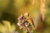 114865 – Photo : clovis – Roumanie