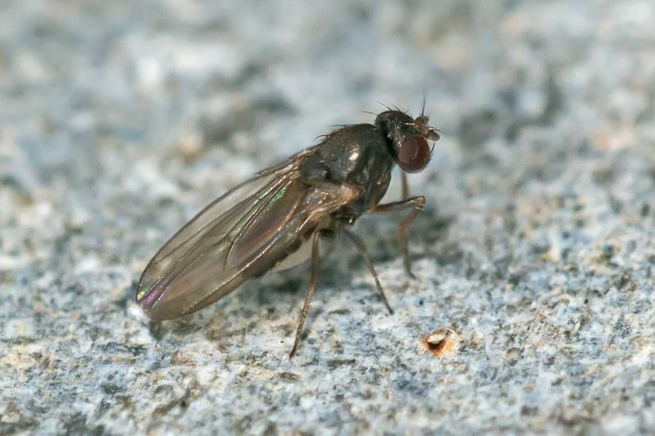 Eugène Vandebeulque - Drosophila sp. - réf. 114859 (1300 x 866 pixels, 82 ko)