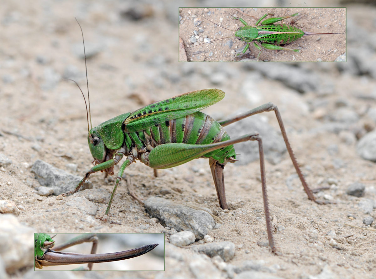 Fred Chevaillot - Decticus verrucivorus verrucivorus - réf. 114100 (1200 x 892 pixels, 217 ko)