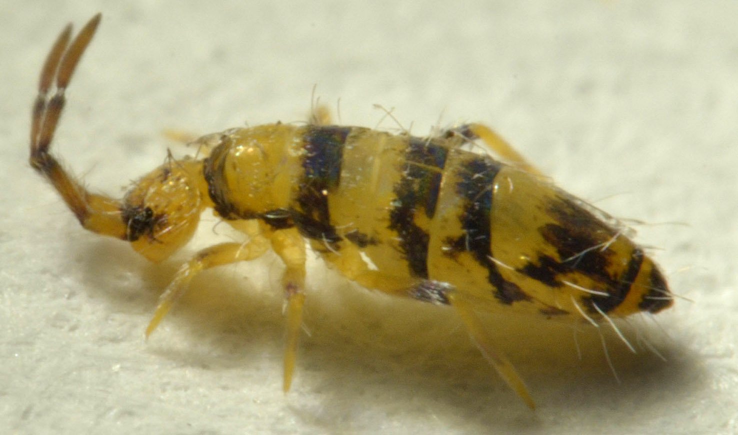 Réf. 114994 — ENTOGNATHA > Collembola > Entomobryidae > Willowsia
