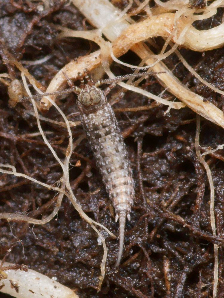 Pierre Gros - Machilinus rupestris - réf. 114523 (750 x 1000 pixels, 204 ko)