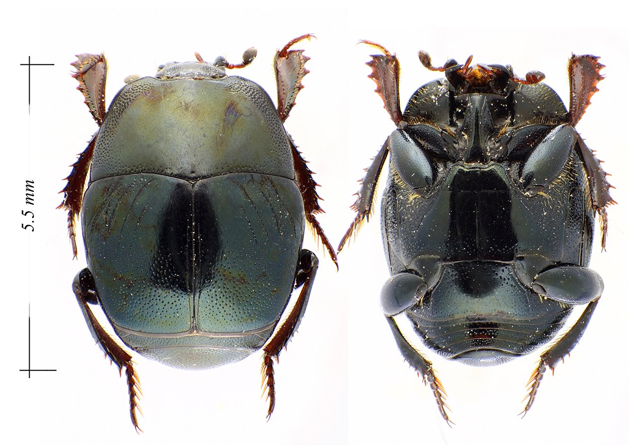 Cédric Alonso - Saprinus (Saprinus) caerulescens caerulescens - réf. 114333 (1250 x 884 pixels, 220 ko)