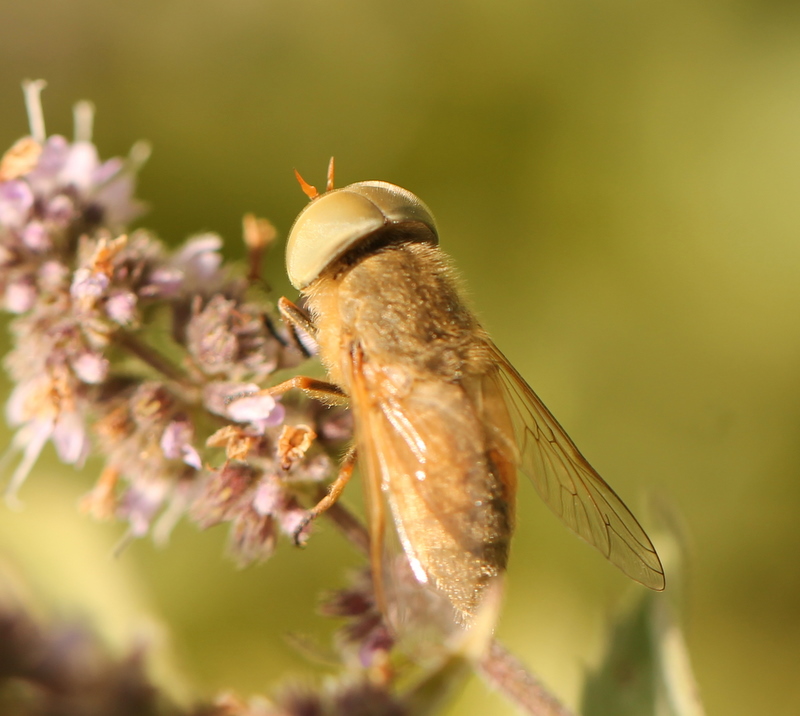 clovis - Atylotus rusticus - réf. 114867 (800 x 716 pixels, 203 ko)