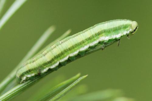 Réf. 115 423 : Gilpinia virens