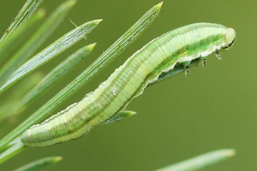 Gilpinia virens