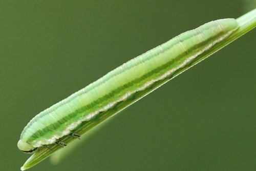 Gilpinia virens
