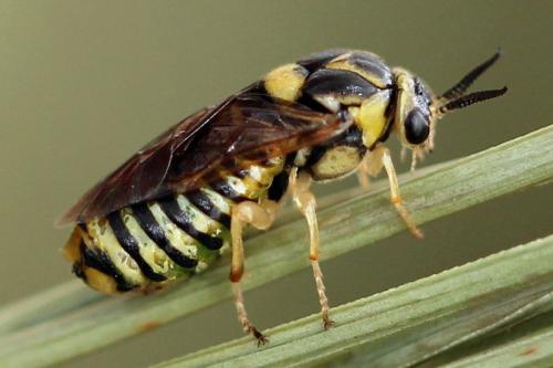 Gilpinia virens