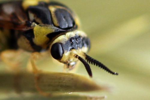 Gilpinia virens