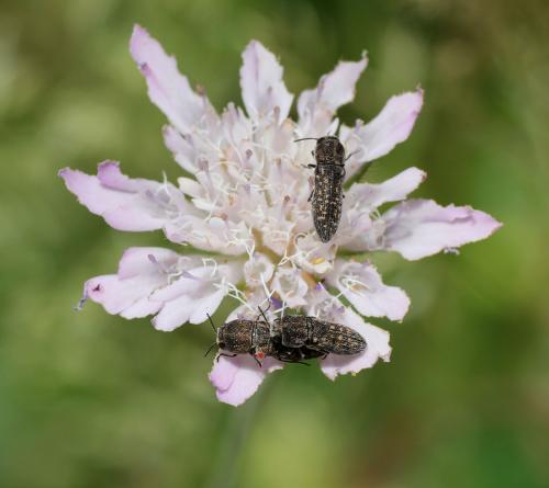 Acmaeoderella adspersula
