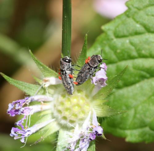 Réf. 115 739 : Acmaeoderella adspersula