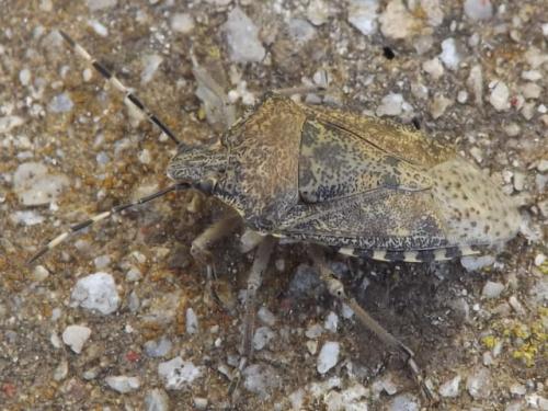 Rhaphigaster nebulosa