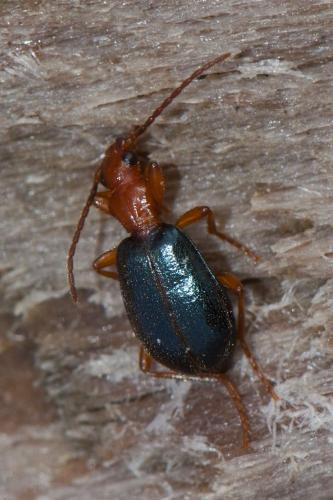 Brachinus sp.