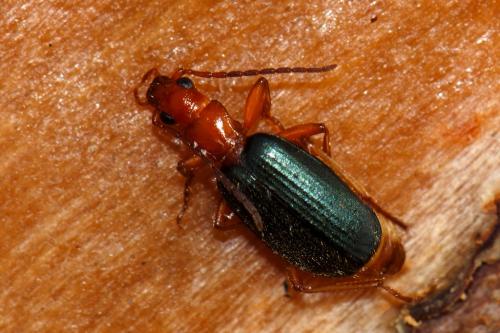 Brachinus sp.