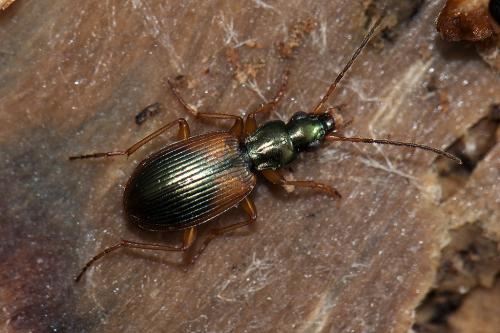 Réf. 115 083 : Anchomenus dorsalis