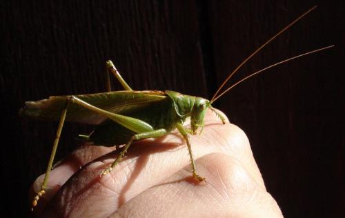 Tettigonia viridissima