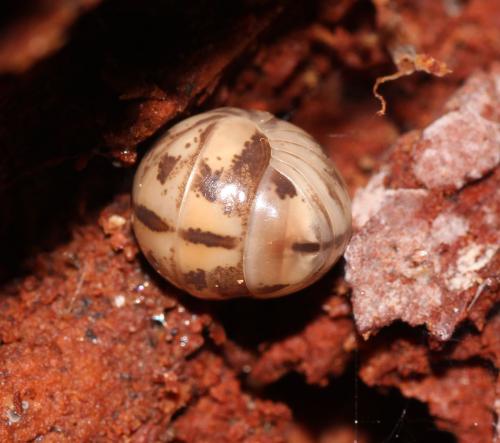 Glomeris ligurica