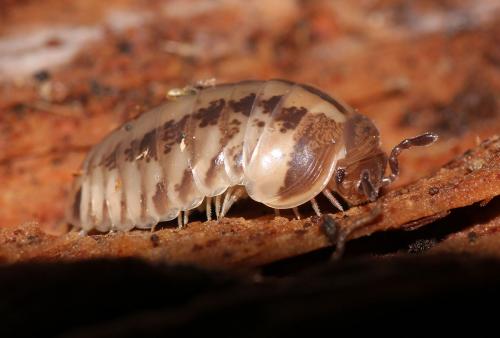 Glomeris ligurica