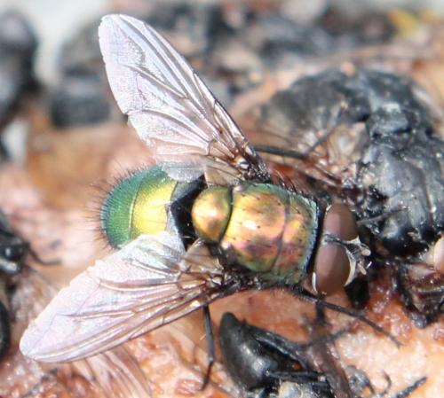 Réf. 115 123 : Lucilia ampullacea