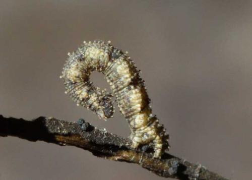 Idaea mustelata