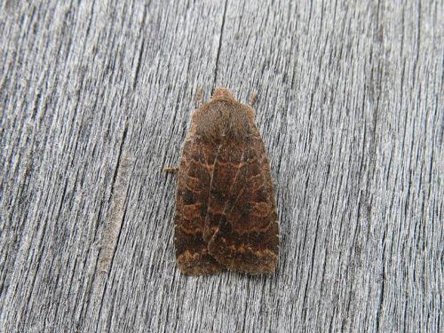 Réf. 115 206 : Conistra sp.