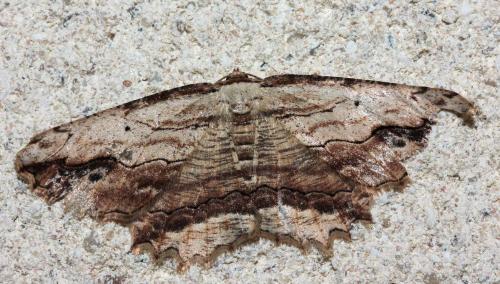 Menophra abruptaria