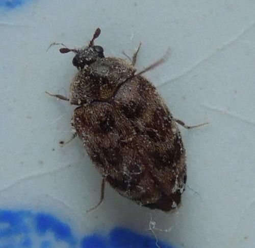 Réf. 115 170 : Anthrenocerus australis