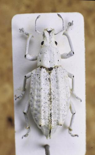 Oxyderces cretaceus