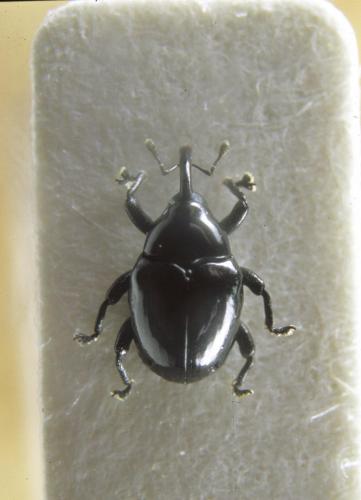 Réf. 115 637 : Stethobaris polita
