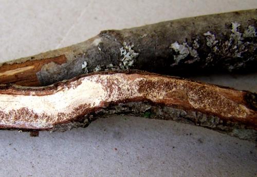 Ropalopus femoratus