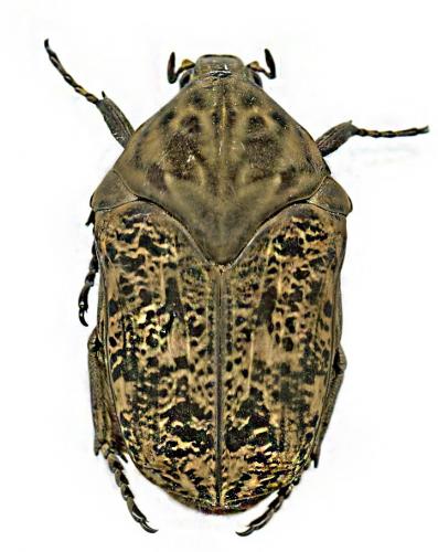 Gymnetis bajula