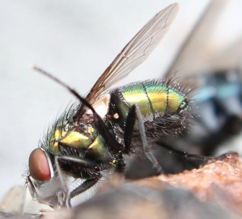 Réf. 115 124 : Lucilia ampullacea