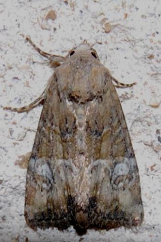Réf. 115 836 : Mesoligia furuncula