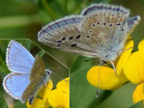 Polyommatus dorylas