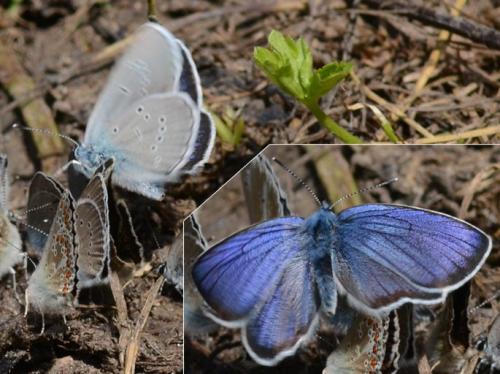 Cyaniris semiargus
