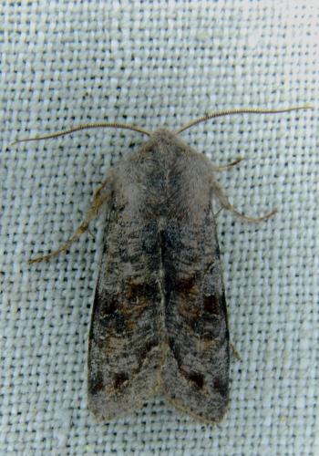 Réf. 115 834 : Orthosia incerta
