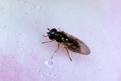 Melanostoma sp.