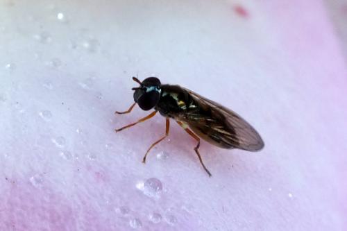 Melanostoma sp.