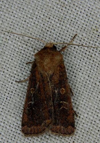 Réf. 115 838 : Xestia xanthographa