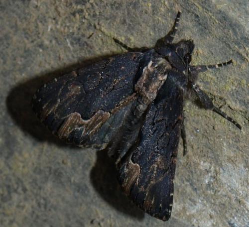 Réf. 115 110 : Dypterygia scabriuscula