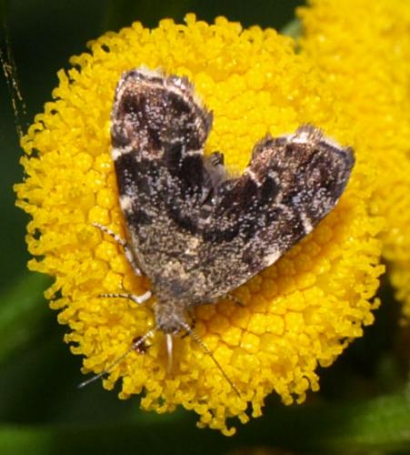 Anthophila fabriciana
