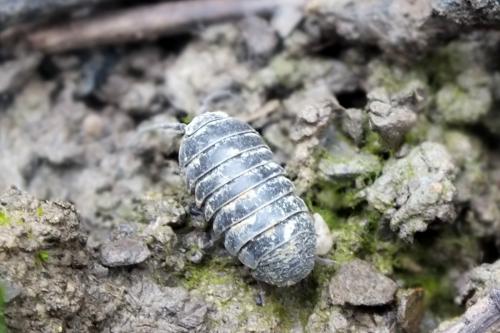 Réf. 115 023 : Armadillidium sp.