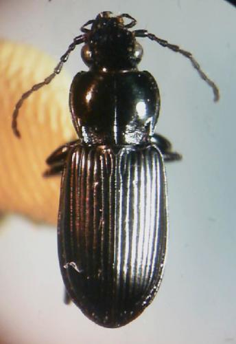 Pterostichus nigrita