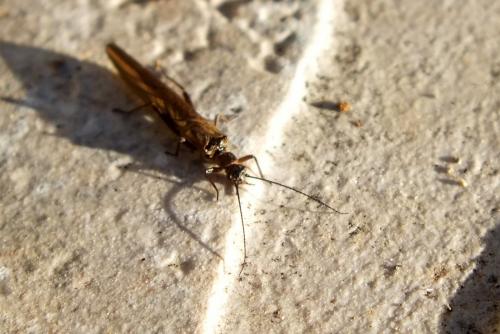 Leuctra sp.