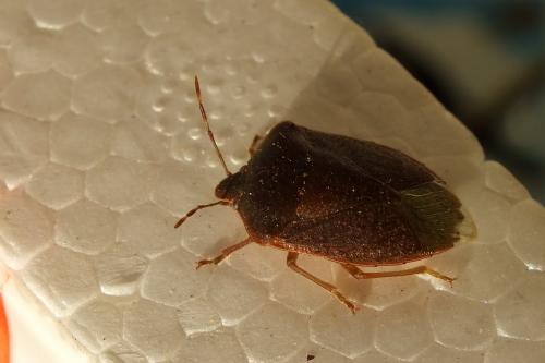 Nezara viridula